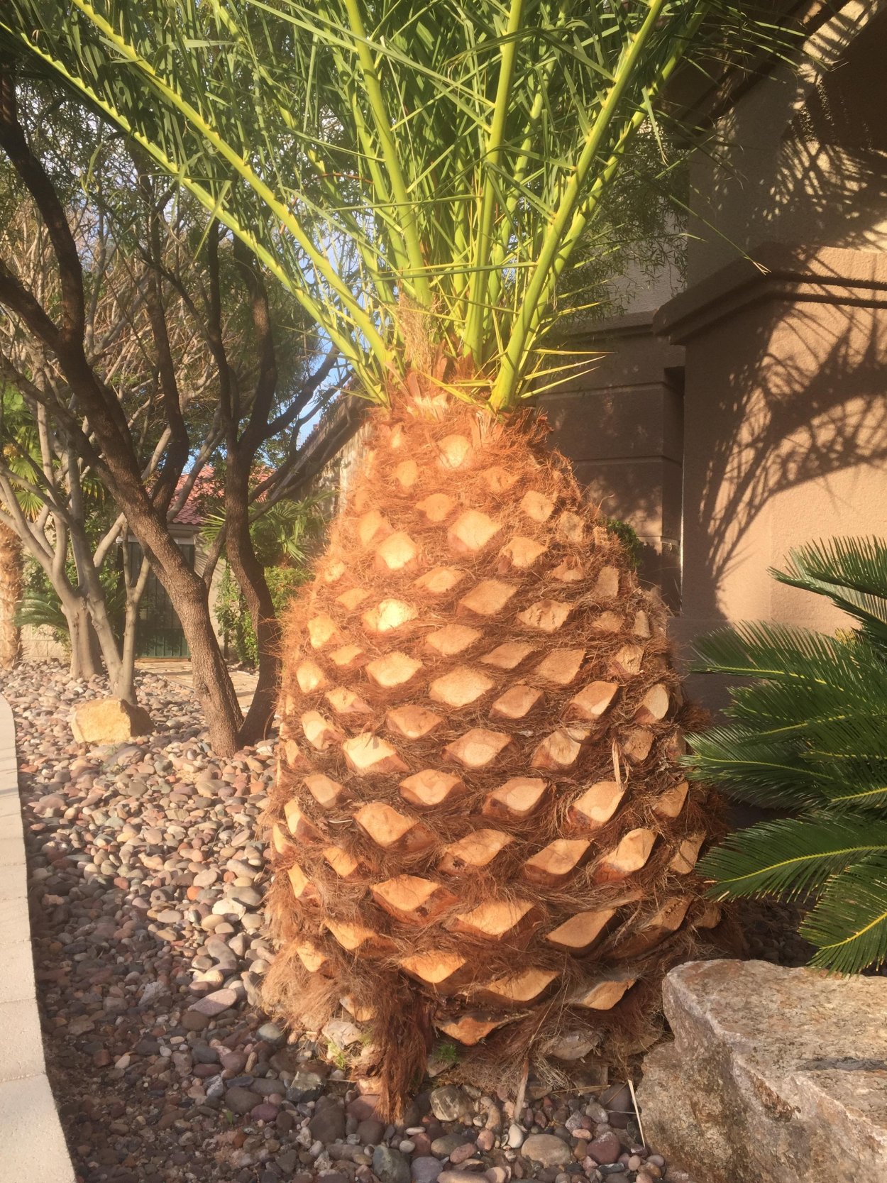 Королевская Ананасовая Пальма