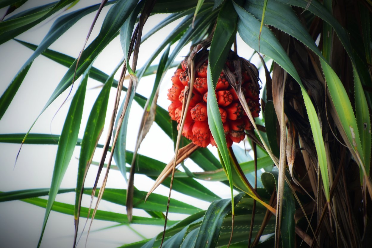 Даун пандан