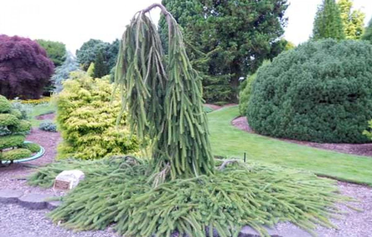 Ель Виргата