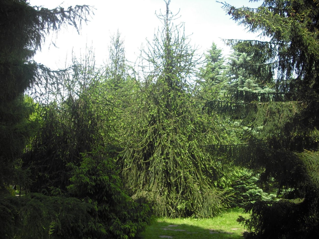 Ель обыкновенная virgata