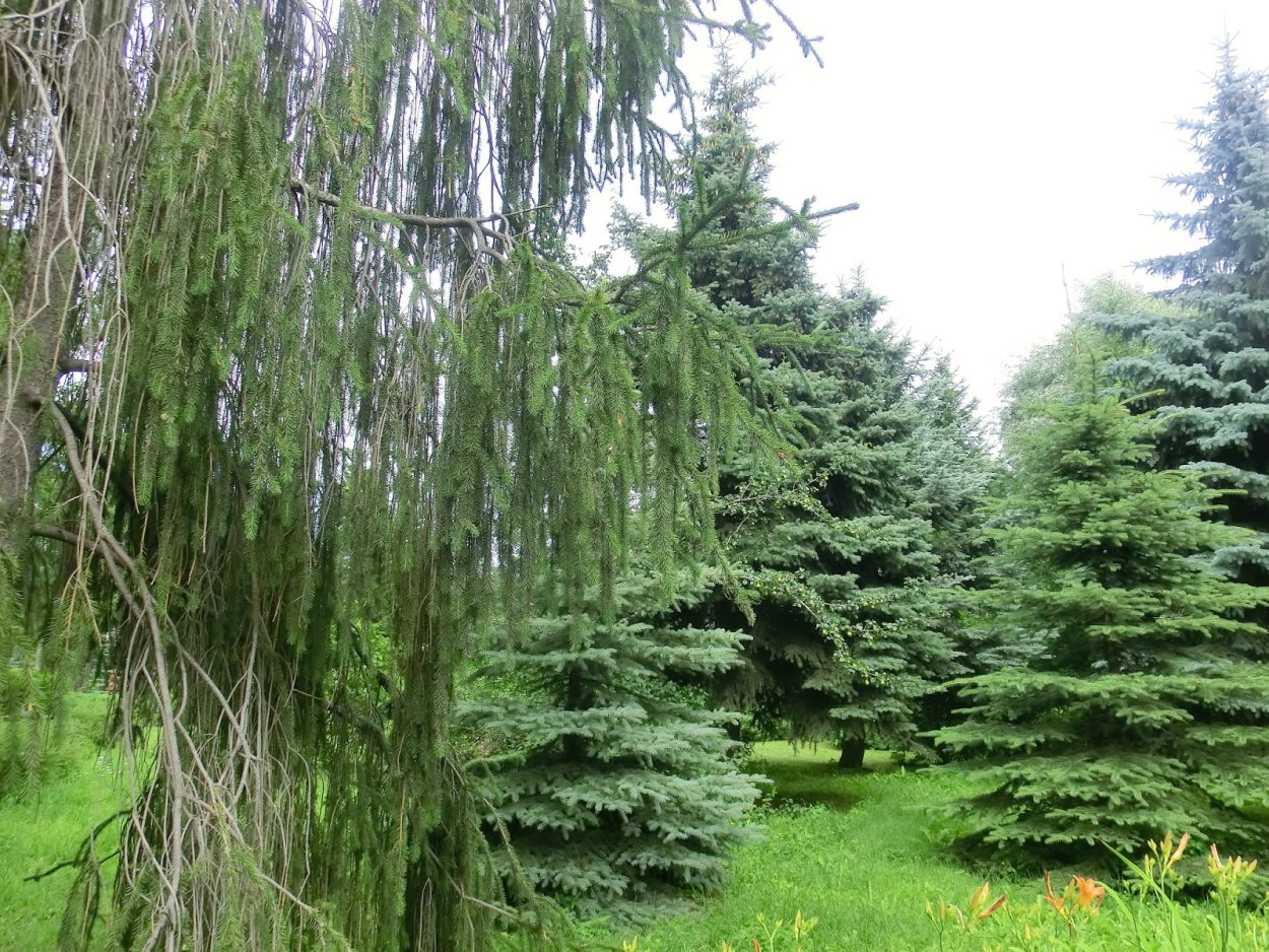 Ель змеевидная Виргата