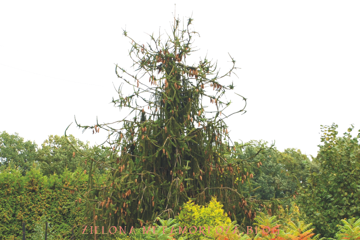 Ель Оморика Виргата