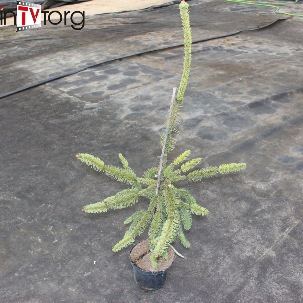 Ель virgata Aurea Vanc