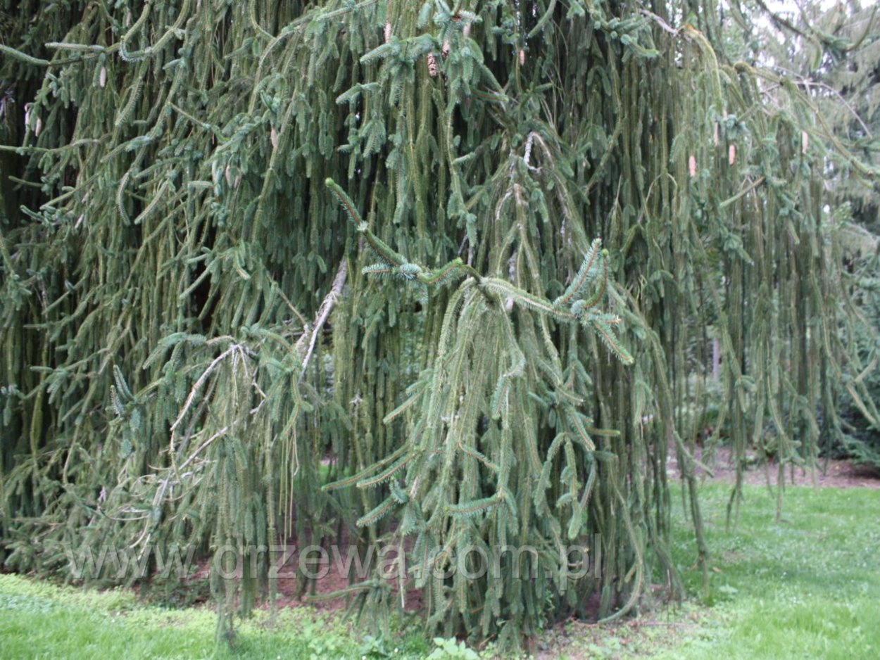 Picea Abies 'viminalis'