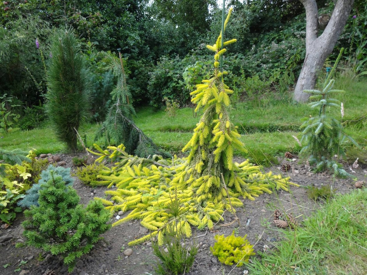 Ель обыкновенная Picea Abies 'Gold Drift'