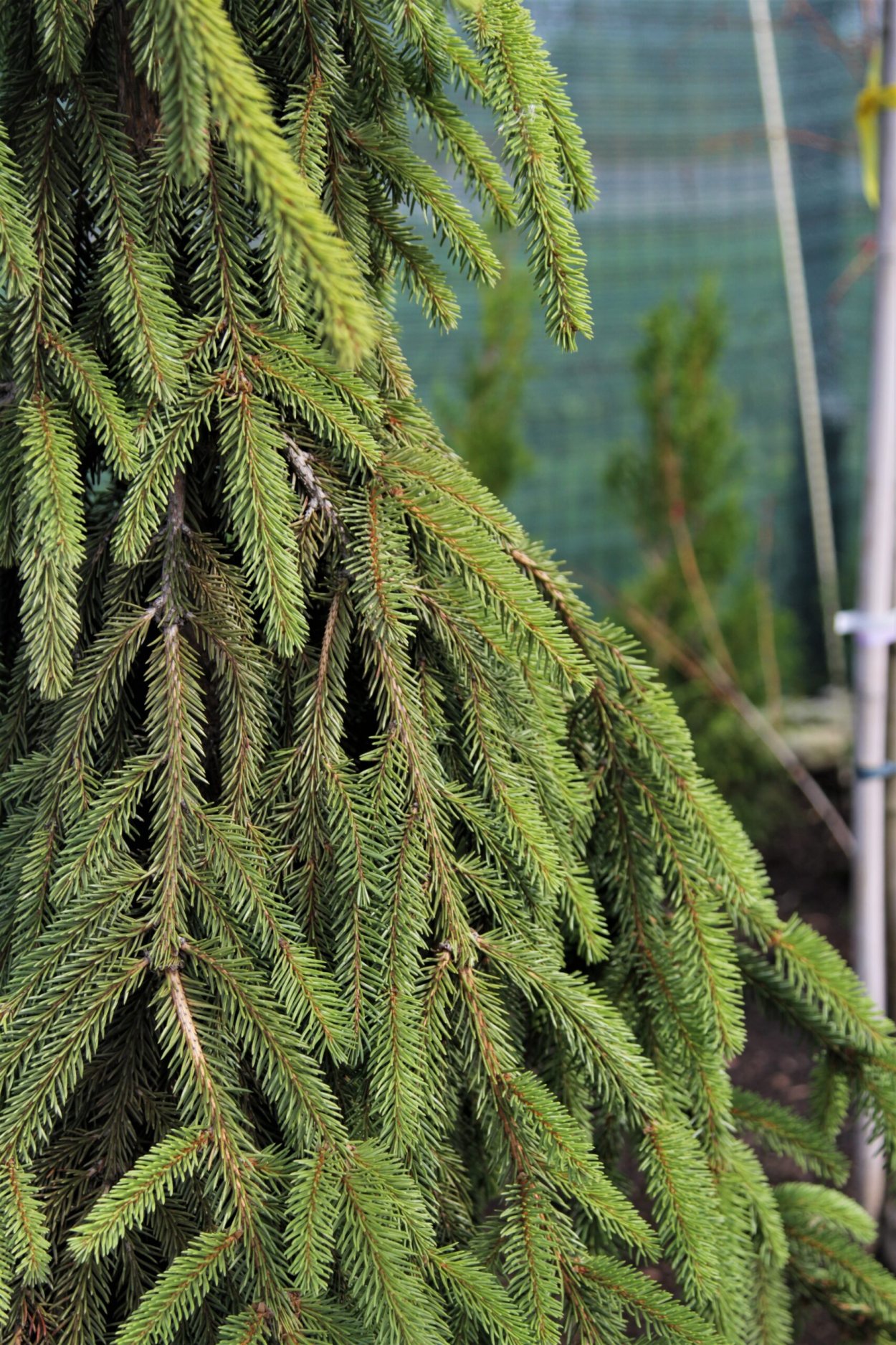 Ель змеевидная Виргата