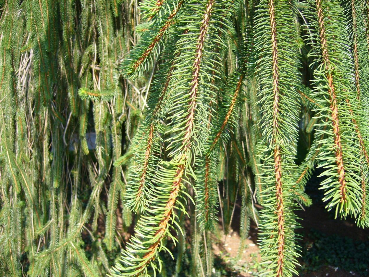 Picea Abies virgata
