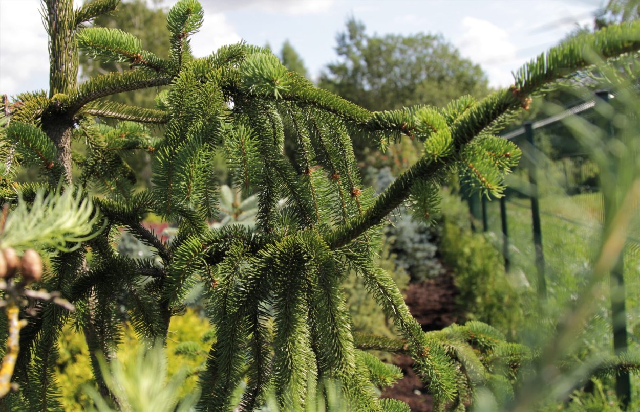 Ель обыкновенная Cranstonii