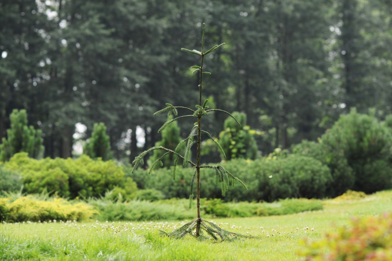Picea omorika virgata