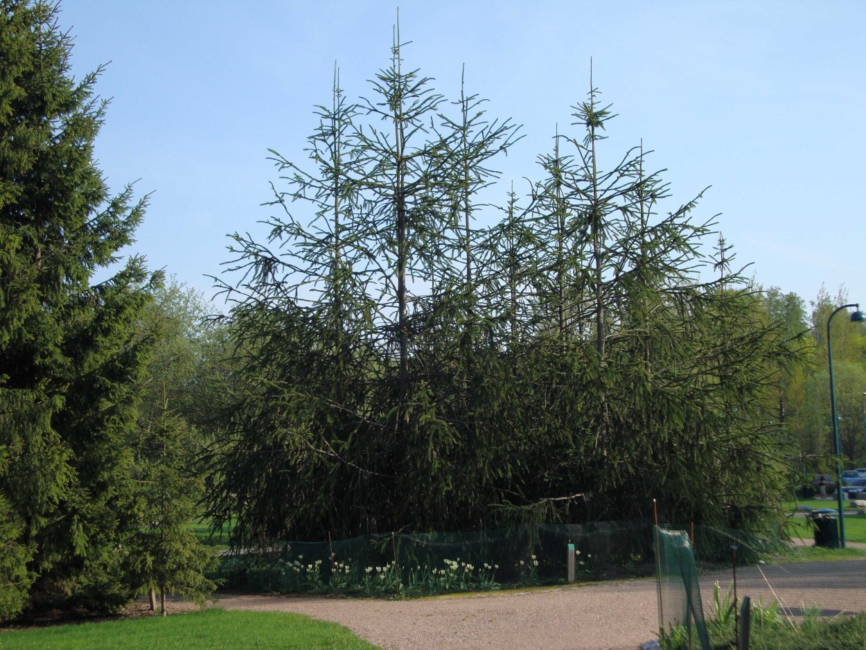 Ель обыкновенная virgata