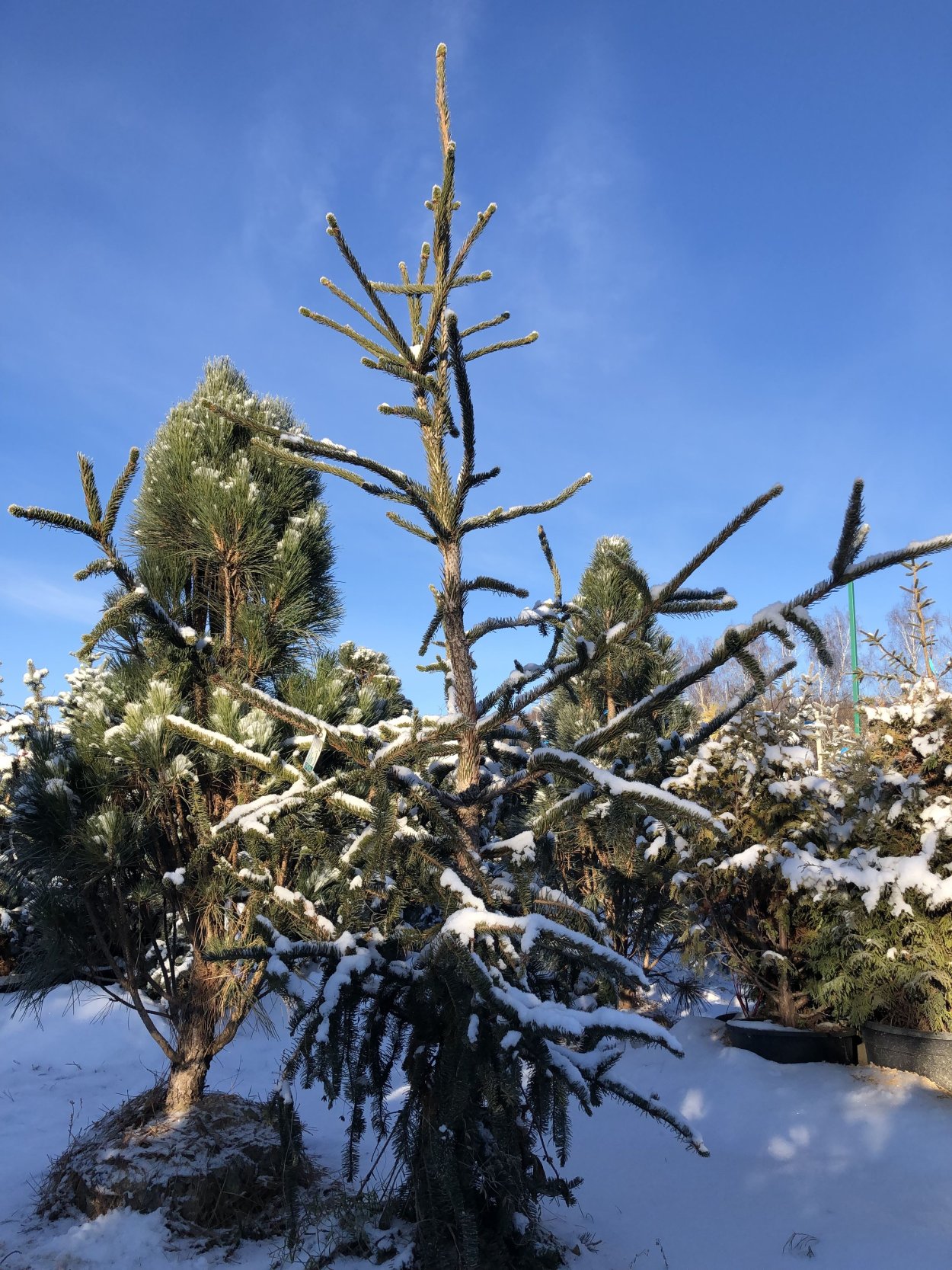 Ель обыкновенная virgata