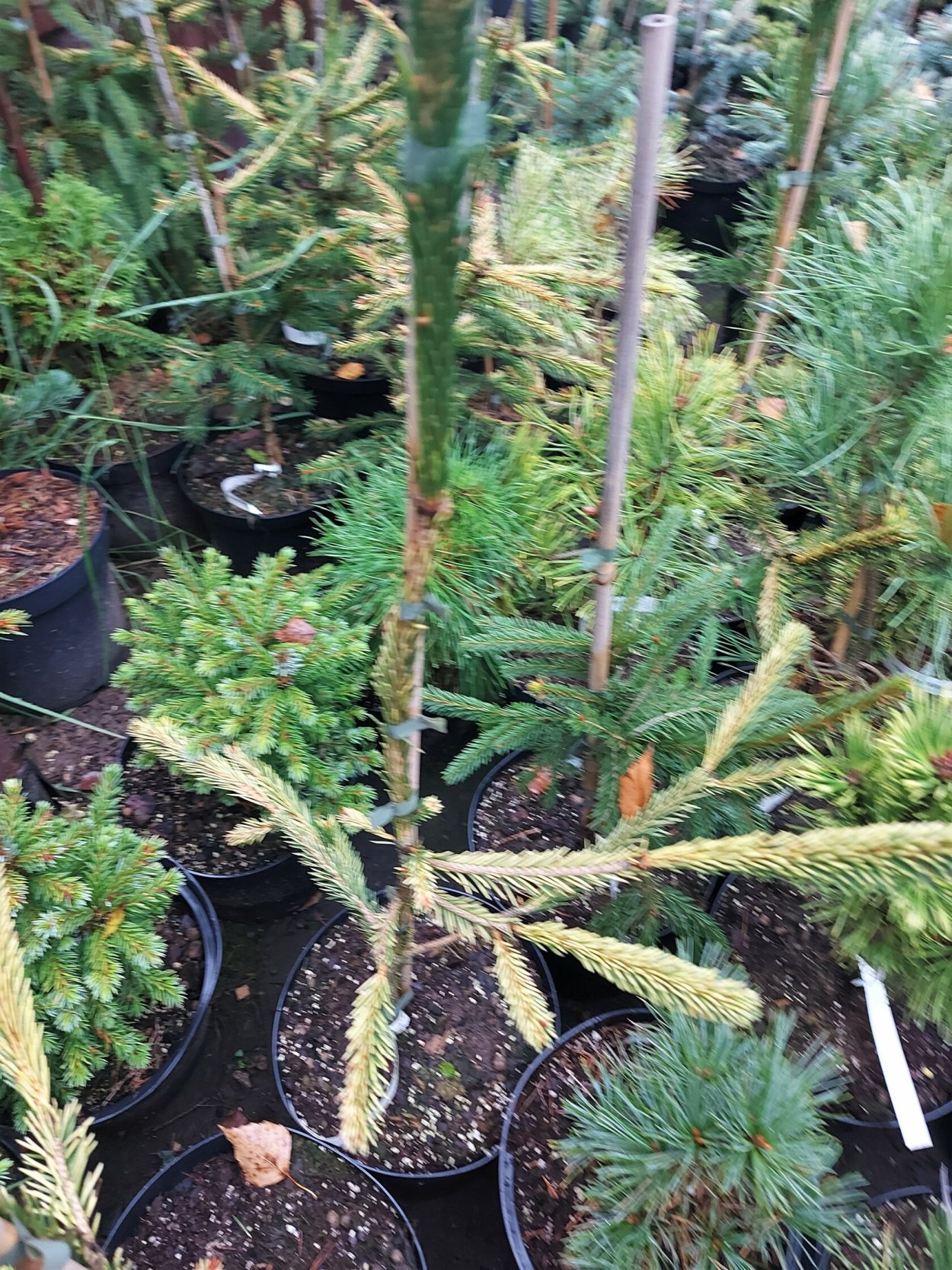 Picea Abies Cobra
