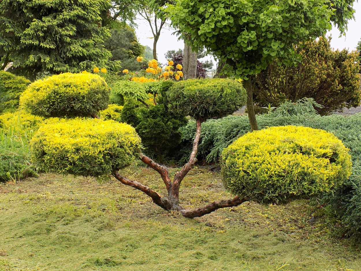 Рейнгольд туя ниваки