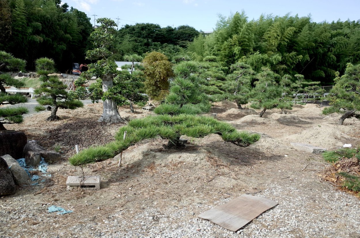 Стрижка можжевельника казацкого ниваки