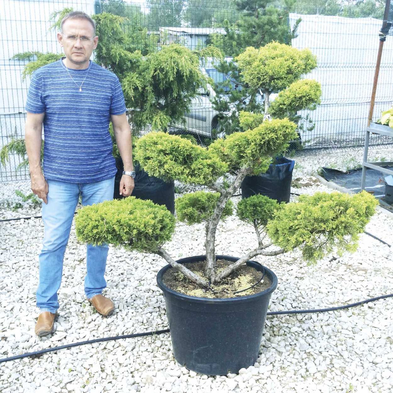 Можжевельник китайский ниваки