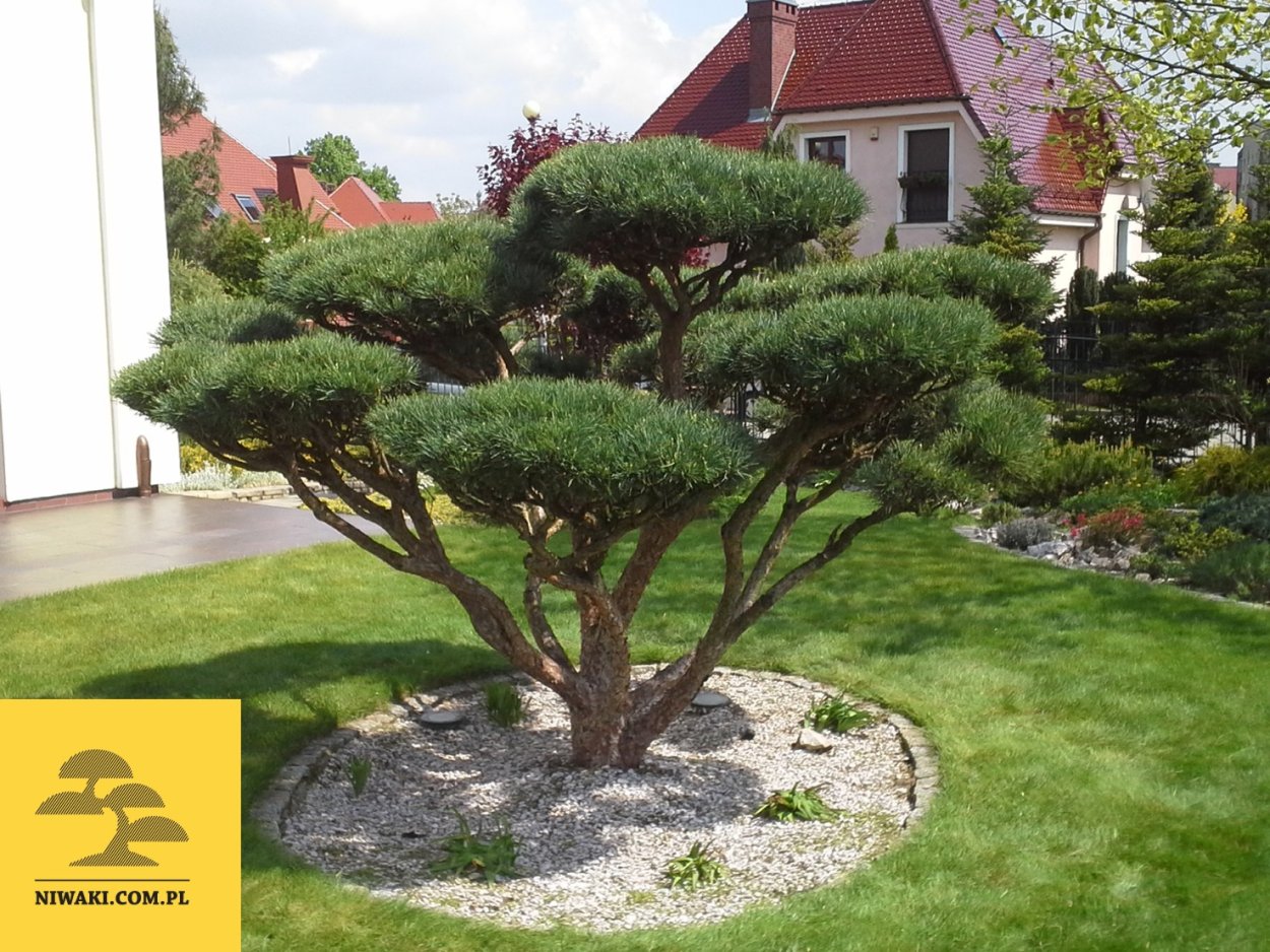 Можжевельник казацкий ниваки