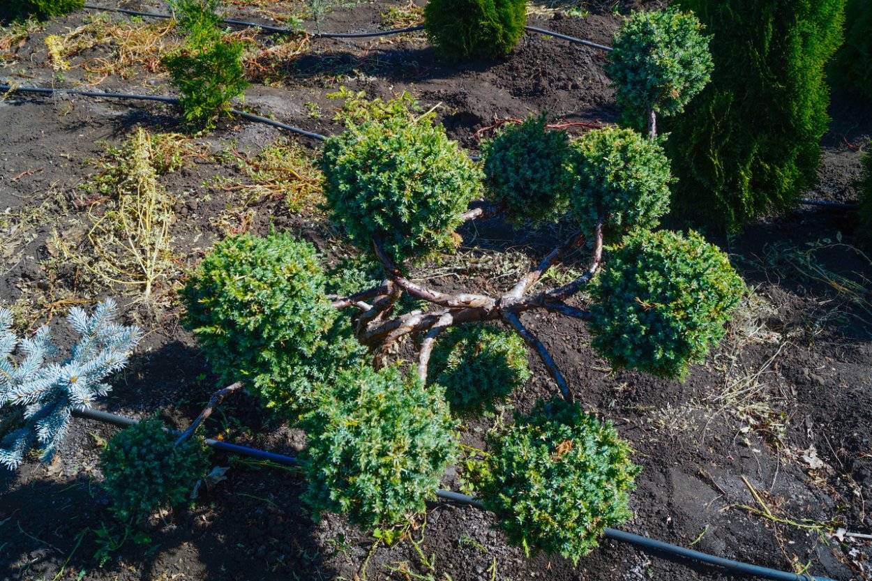 Можжевельник казацкий ниваки