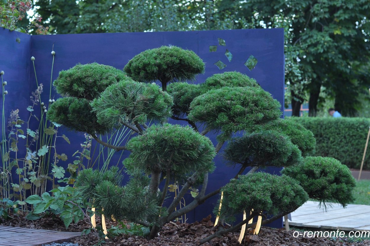 Скумпия ниваки