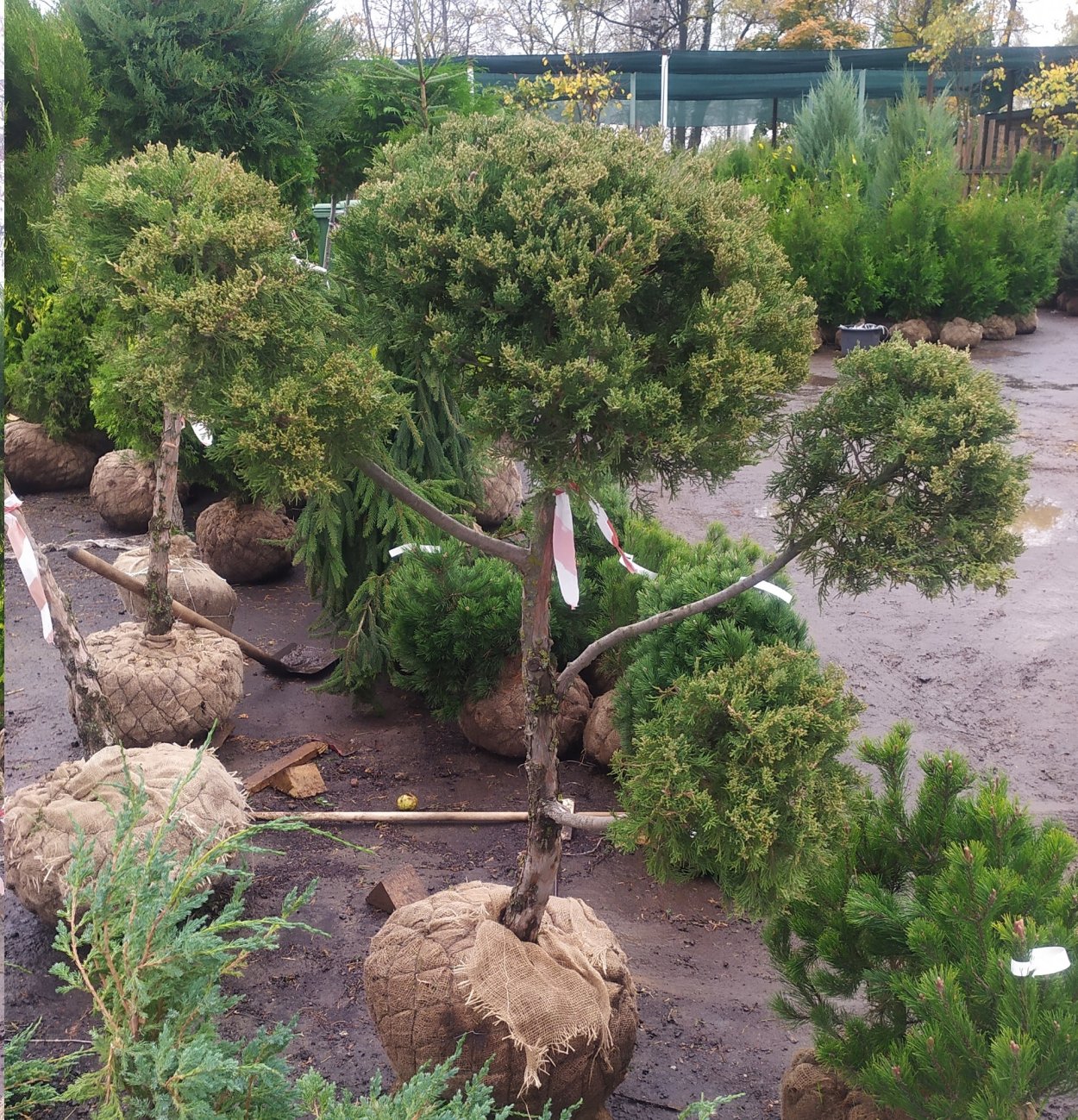 Ниваки туя Восточная