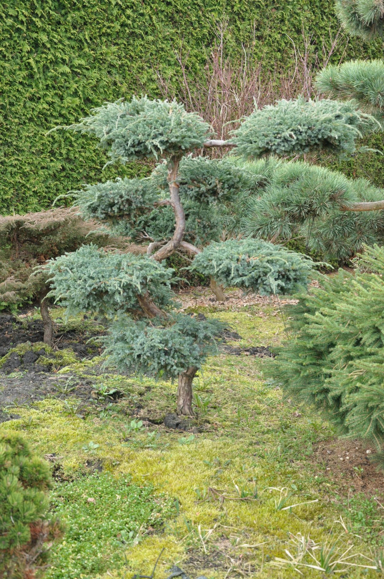 Можжевельник казацкий ниваки