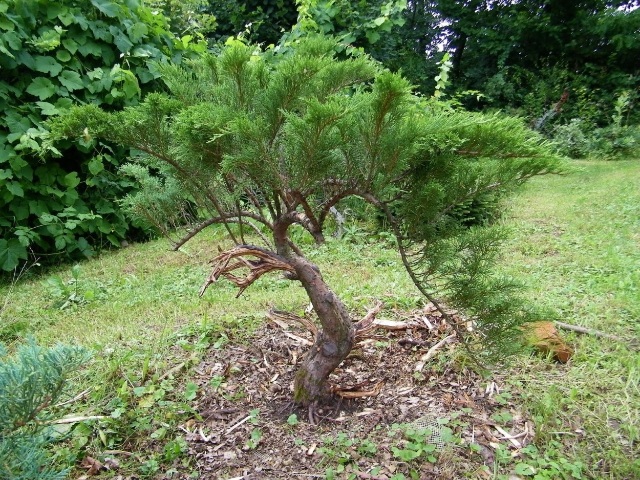 Можжевельник казацкий ниваки