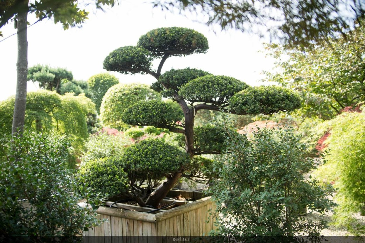 Туя бонсай ниваки