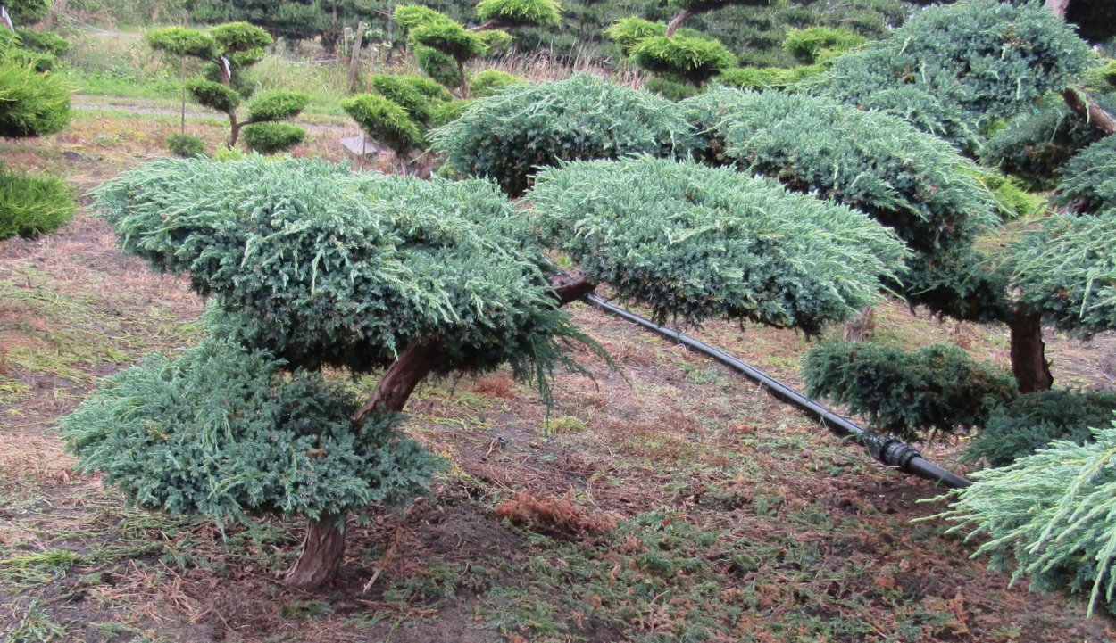 Можжевельник Мейери ниваки