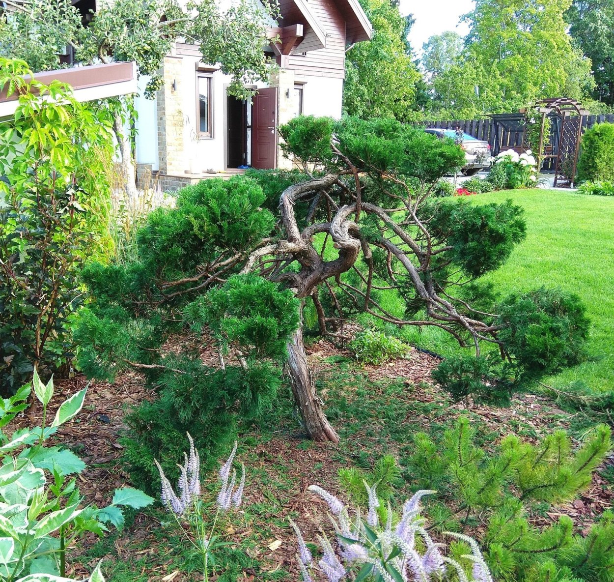 Можжевельник казацкий ниваки