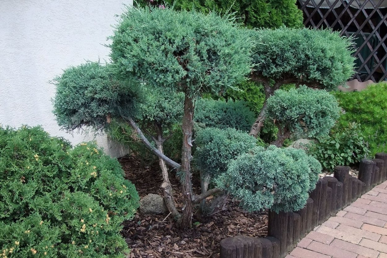 Можжевельник Мейери ниваки