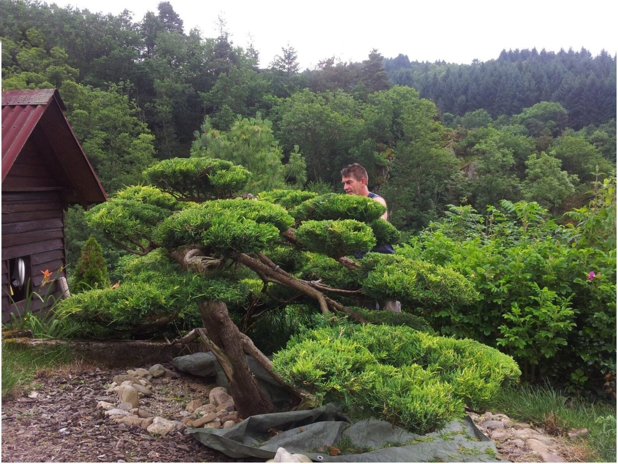 Ниваки казацкий можжевельник казацкий