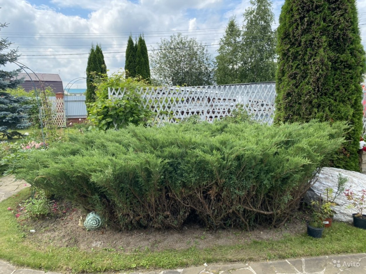 Стрижка можжевельника казацкого ниваки