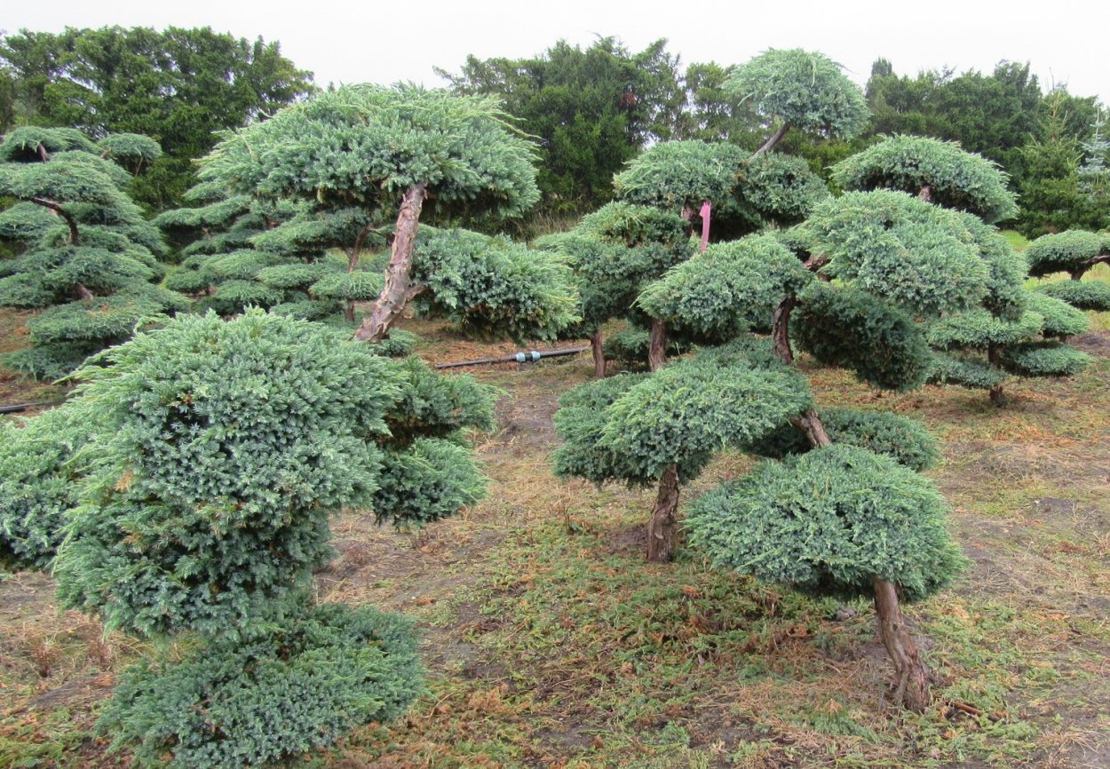 Можжевельник казацкий ниваки