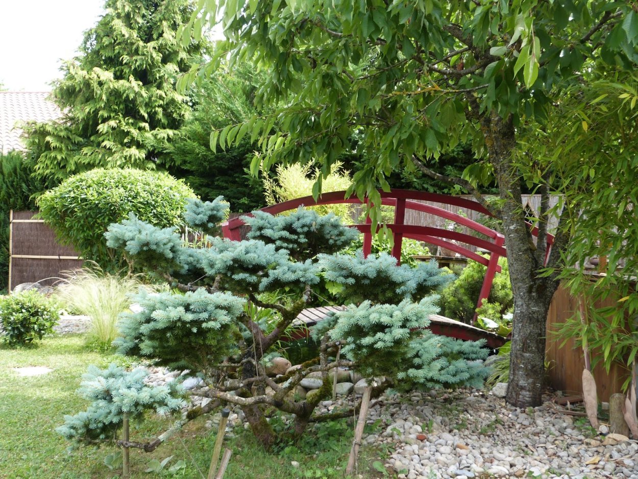 Ель Глаука ниваки