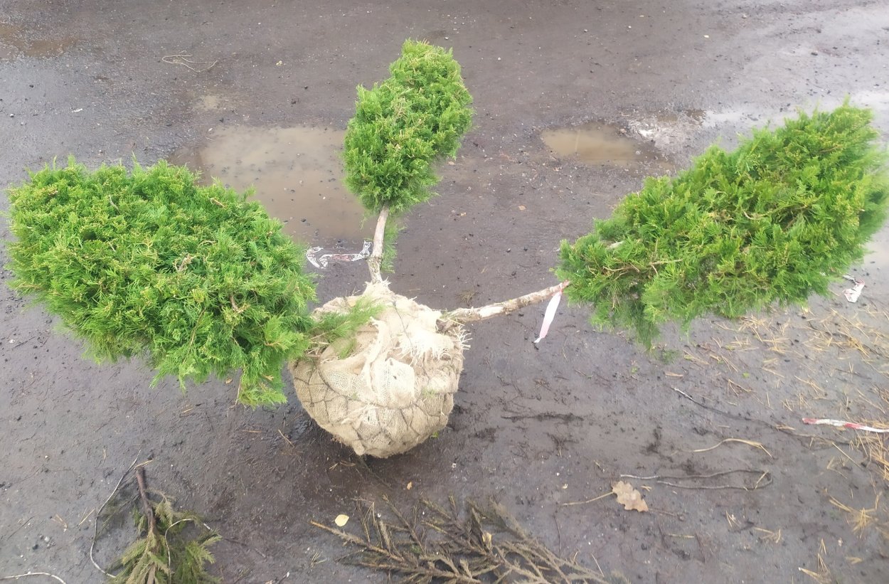 Ниваки казацкий можжевельник казацкий