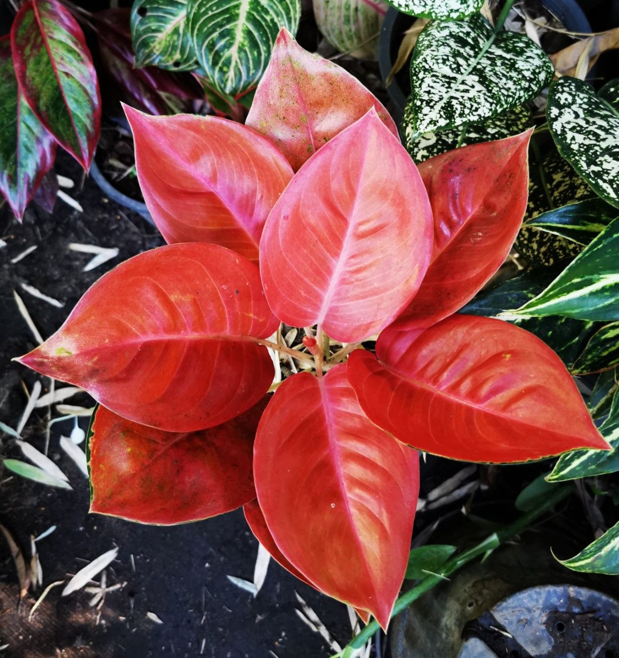 Аглаонема Кочин ред