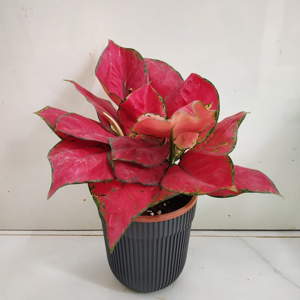 Аглаонема циркон