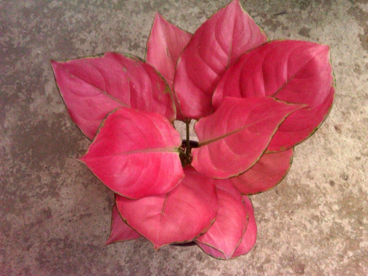 Аглаонема ред Пинк