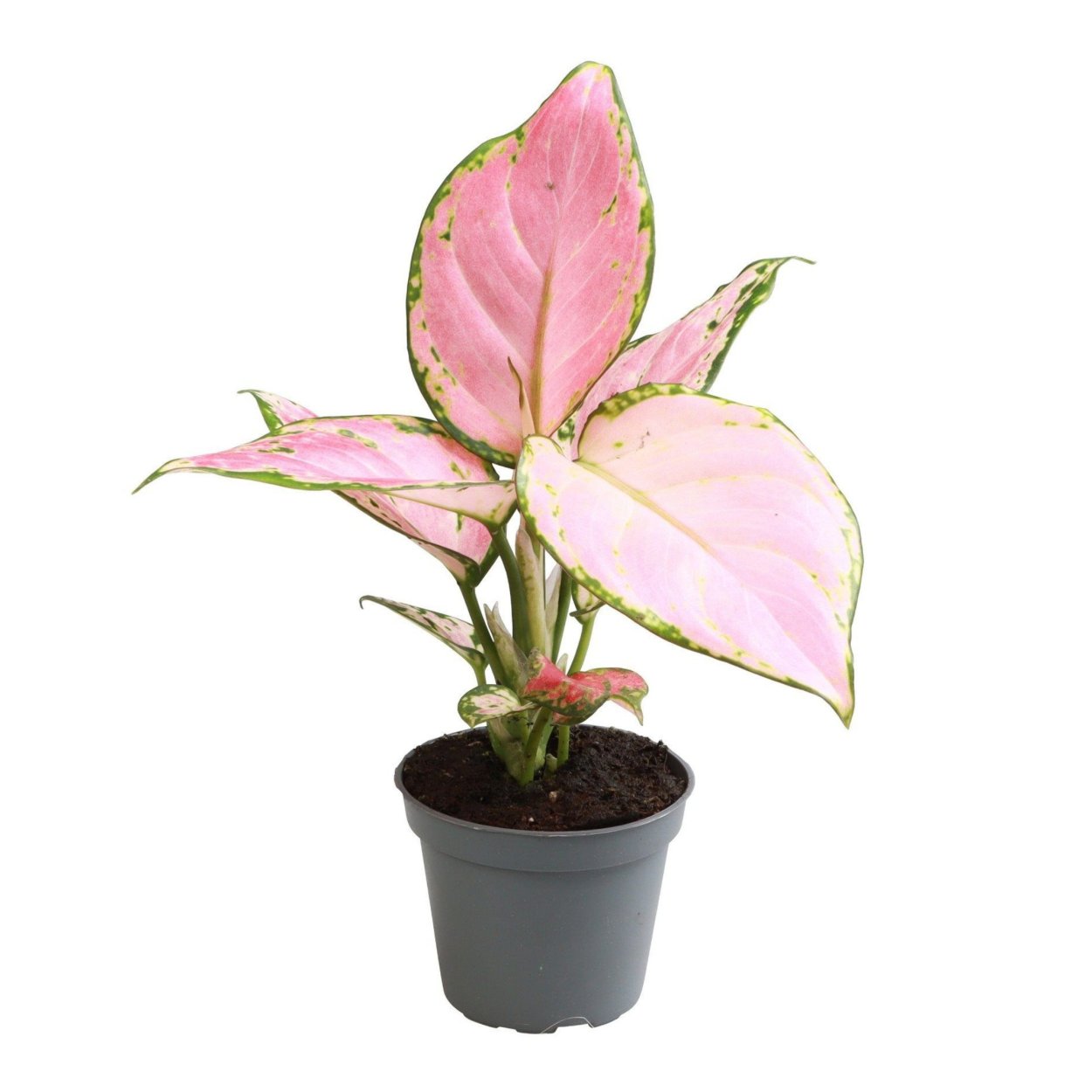 Аглаонема ред циркон