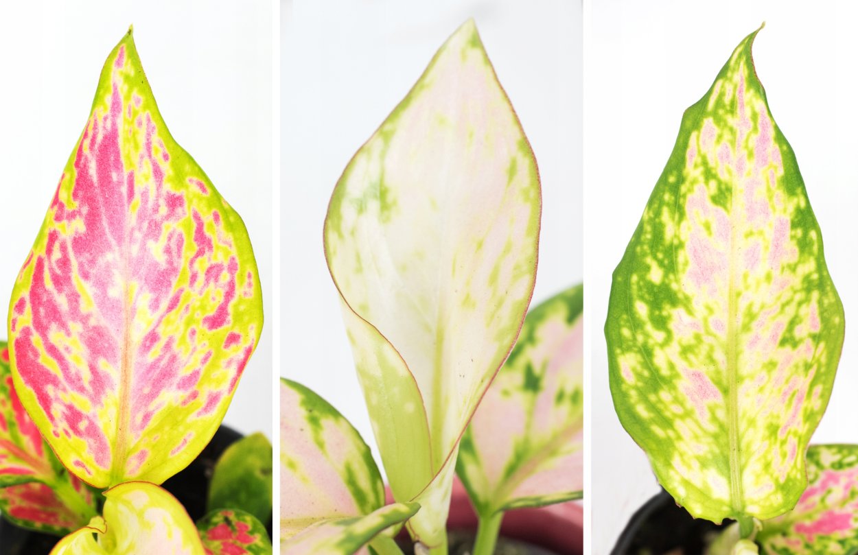 Аглаонема ред зиркон: ред фото