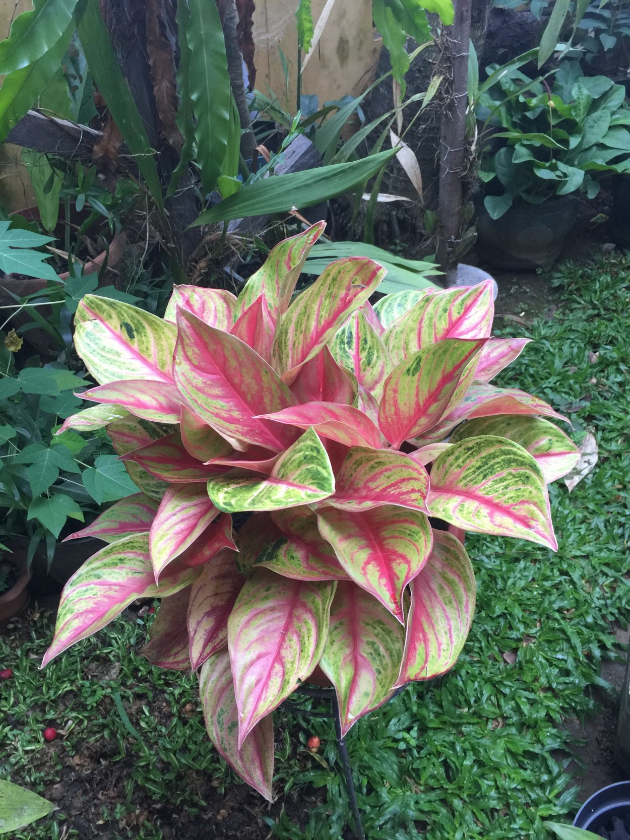 Аглаонема Panama Red