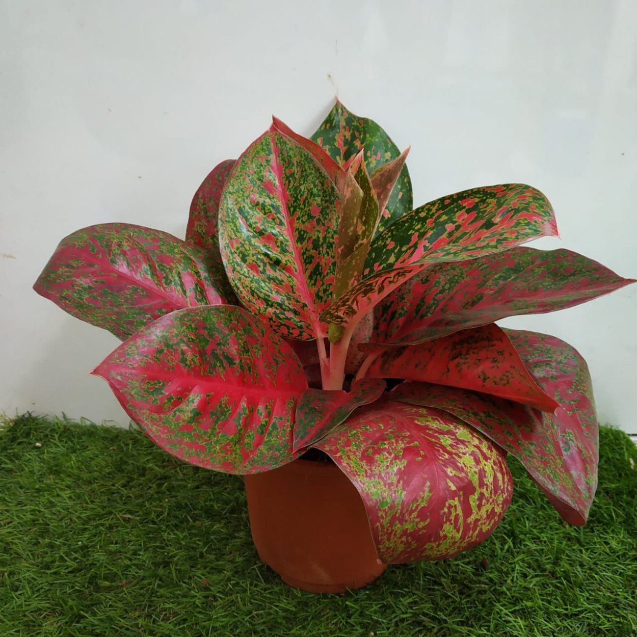 Аглаонема Махараджи