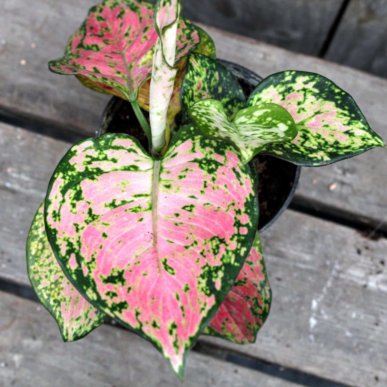 Аглаонема Пинк Стар