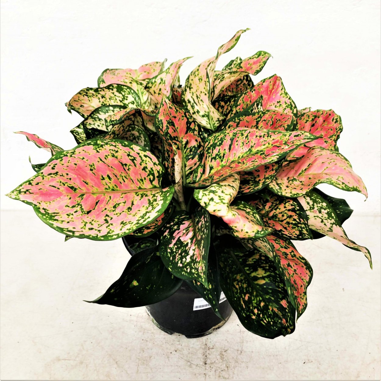 Аглаонема леди Валентина