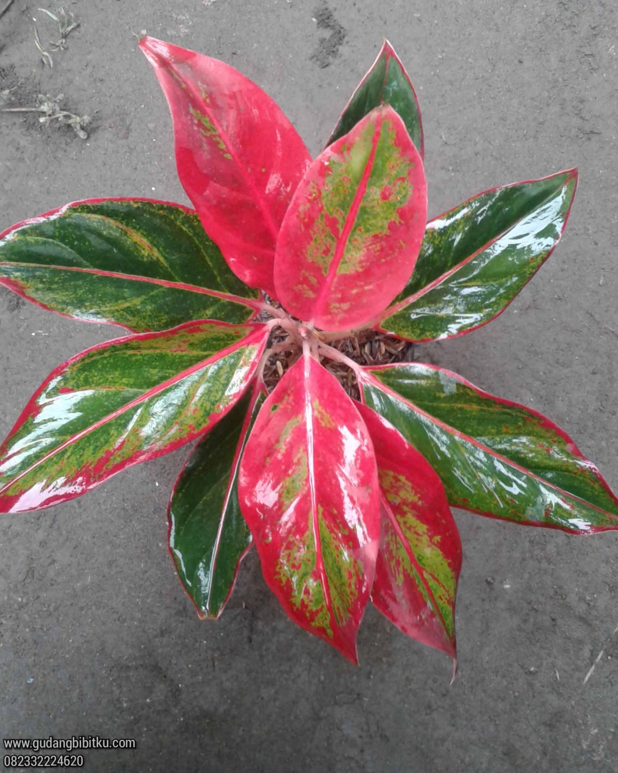 Аглаонема Сиам