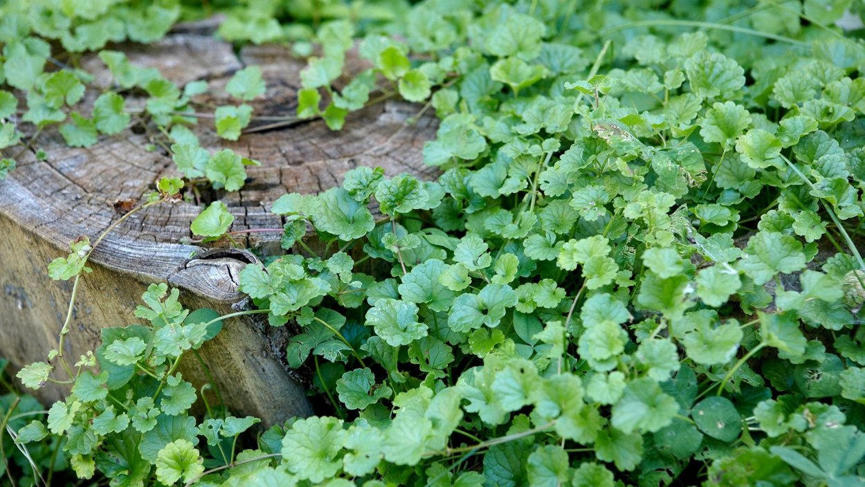 Будра плющевидная почвопокровное растение