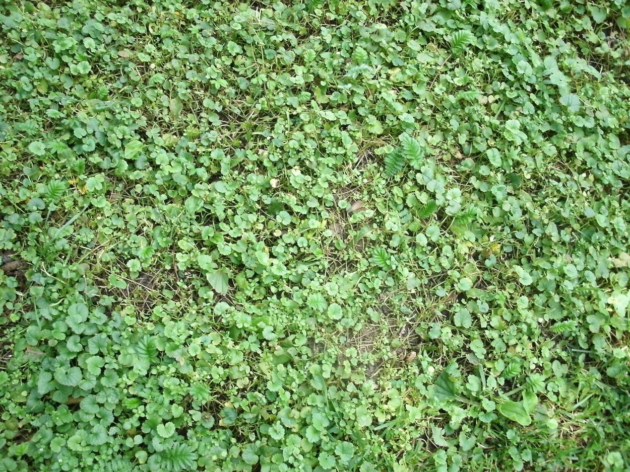 Будра плющевидная в газоне