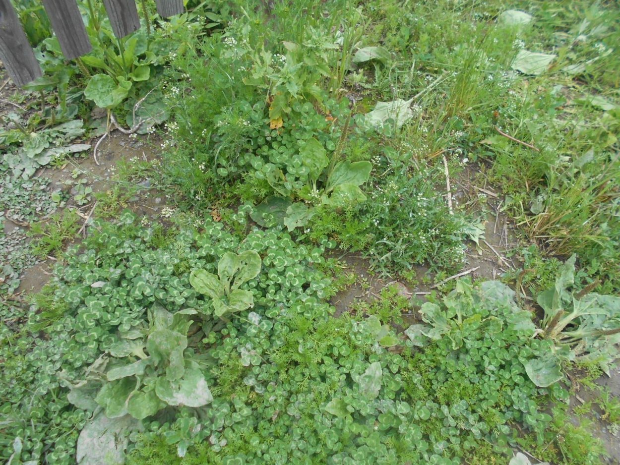 Сорняк ползучий полевой