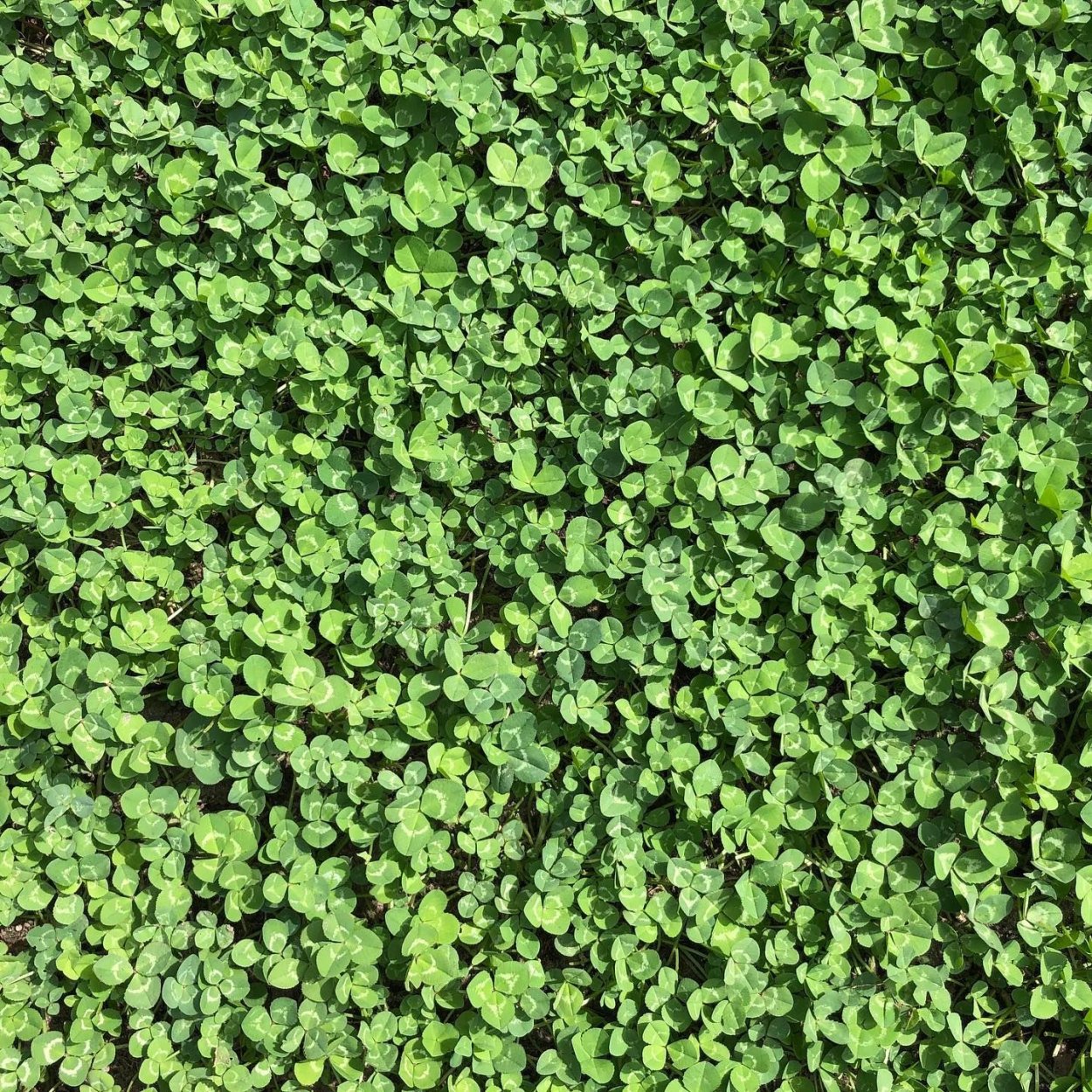 Микроклевер Пиполина