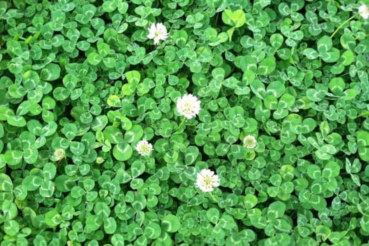 Клевер белый Ривендел