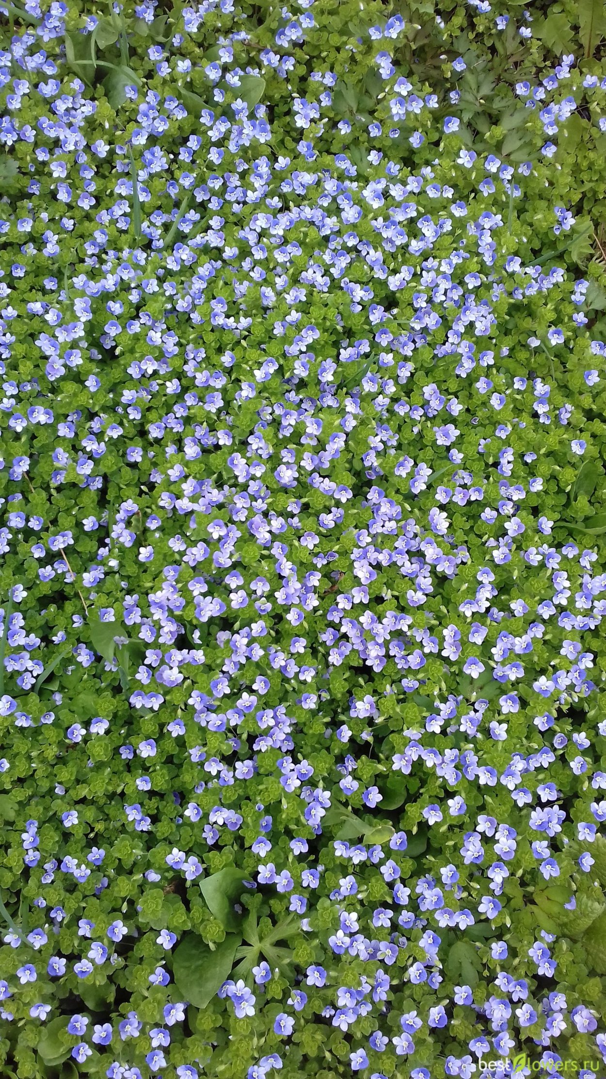 Вероника нитевидная ползучая